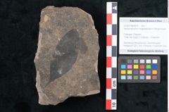Foto (Objekt + Etikett) von Apocynophyllum longepetiolatum Ettingshausen (NHMW-GEO-2024-0188-8010)